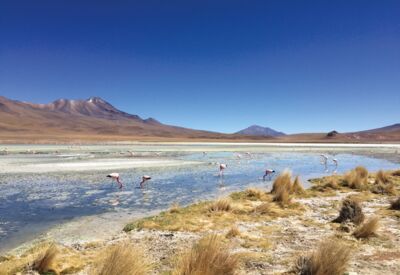 Bei der Fahrt über die Altiplano-Hochebene beobachten wir Flamingos