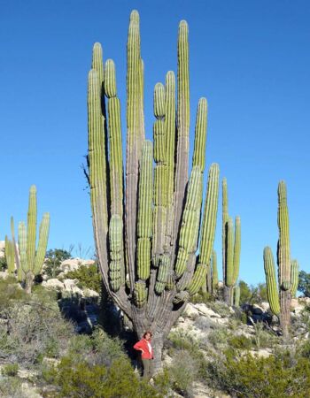 Beeindruckende Riesenkakteen auf der Baja California