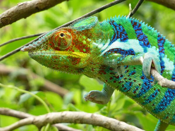 Die Beobachtung von Chamäleons in freier Natur in Madagaskar
