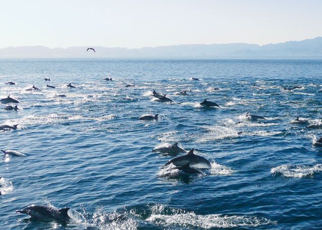 Mit Delphinen schwimmen an der Küste der Baja California