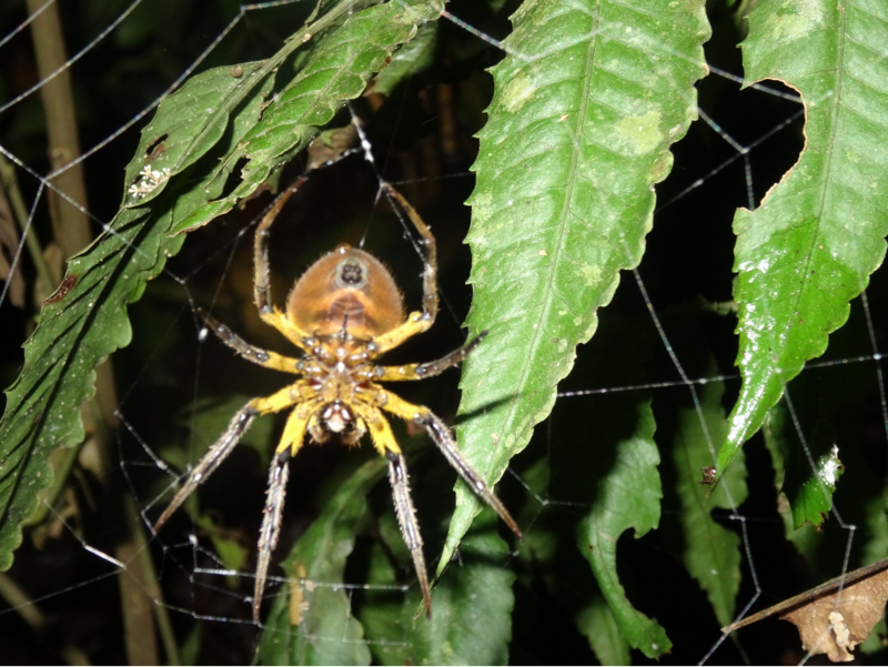 Die Wanderung bei Nacht am Rio Napo in Ecudaor wird in bleibender Erinnerung bleiben.
