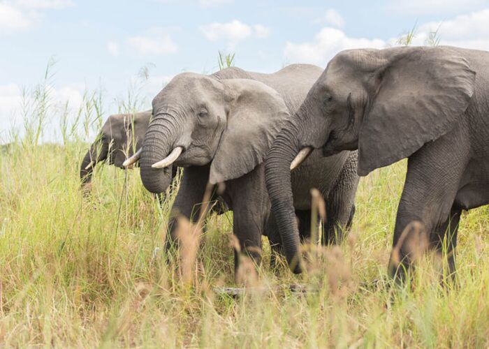 Auf der geführten Safari durch den Liwonde Nationalpark entdecken wir Elefanten