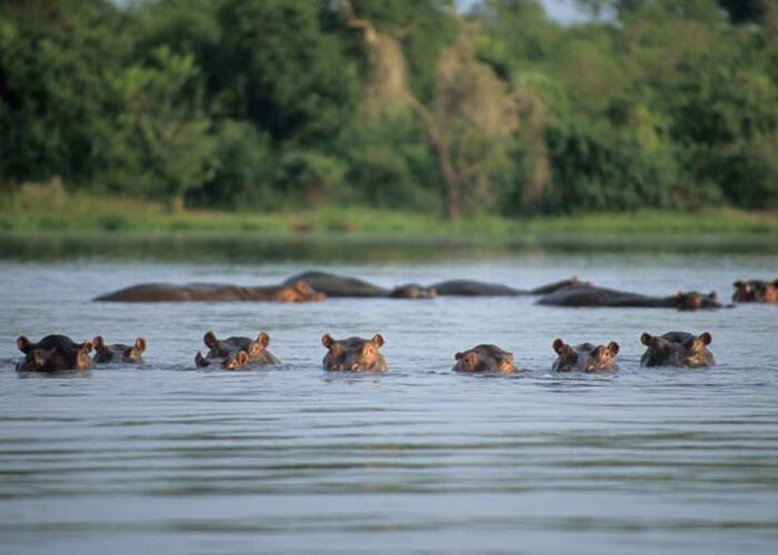 Bei der Botswana-Safari beobachten wir Nilpferde, Elefanten und Krokodile