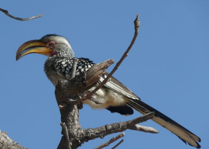 In Botswana entdecken wir bei einer Safari viele verschiedene Vogelarten