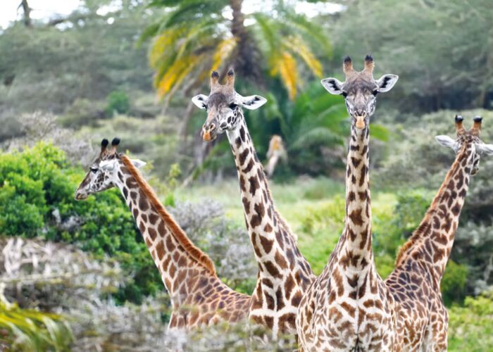 Im Arusha Nationalpark unternehmen wir eine geführte Safari