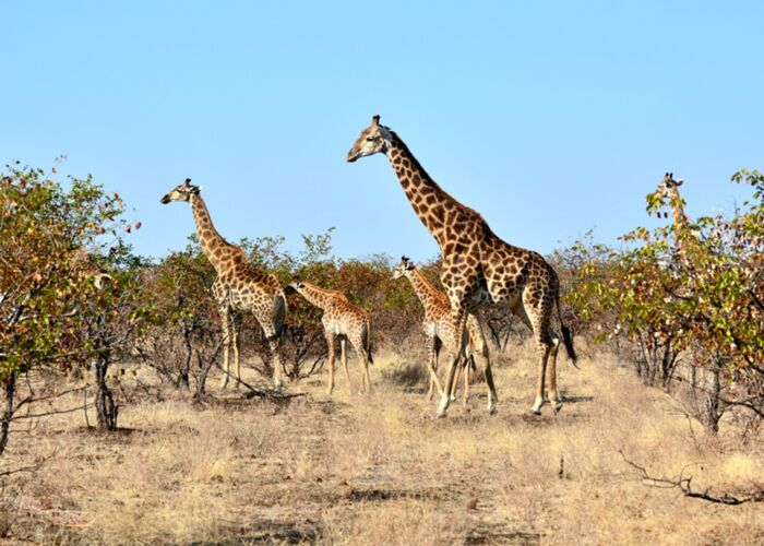 Die beste Reisezeit für eine Safari im Krüger Nationalpark ist von Mai bis November