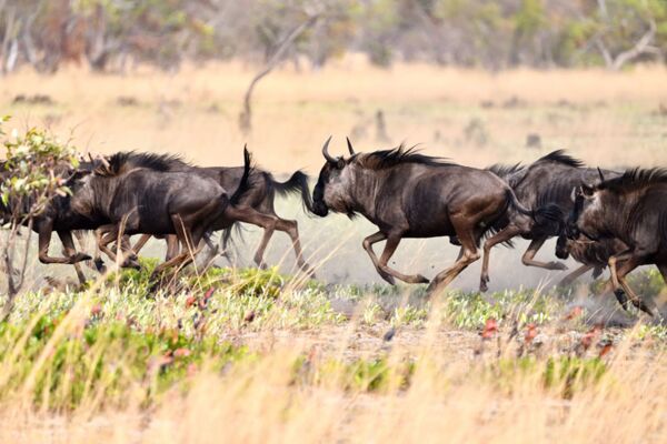Großaufnahme der galoppierenden Gnu-Herde während der Migration in den Liuwa Plains in Sambia