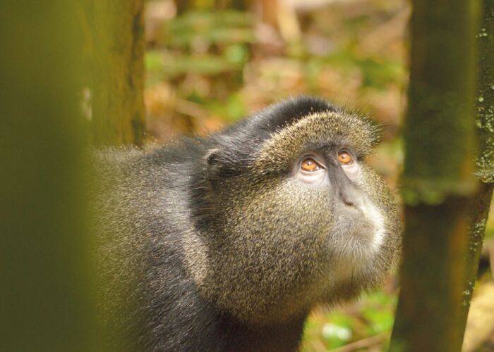 Auf der Fußpirsch durch die Virunga Berge entdecken wir einen Golden Monkey