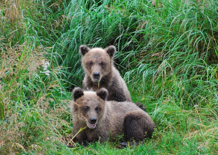 Grizzlybären im Artenschutz