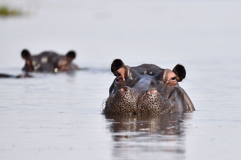 Bei einer Bootstour am Kafue River im Kafue Nationalpark beobachten wir die riesigen Hippos