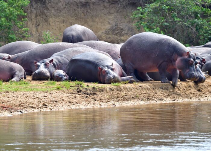 In Uganda ist das Vorkommen von Nilpferden recht häufig