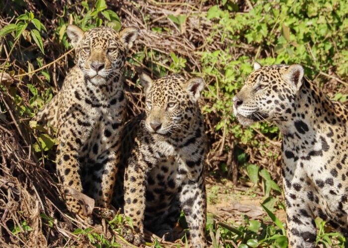 Per Boot starten wir mit unserer Kleingruppe zur Jaguar-Safari ins Pantanal