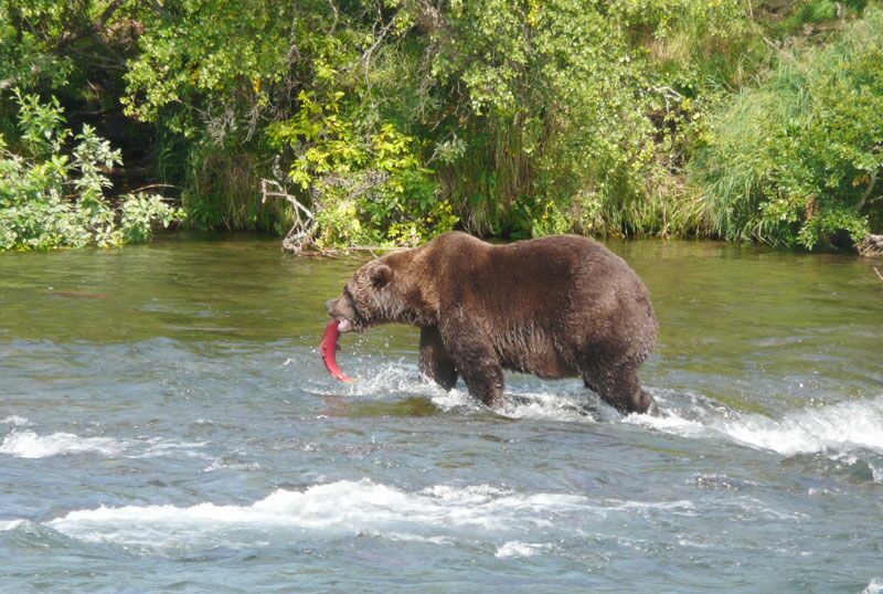 Bären beim Lachsfang beobachten im Katmai Nationalpark