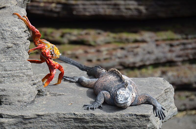 Klippenkrabben und Meeresechsen leben auf den Galapagos-Inseln zusammen
