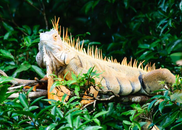 Der Leguan ist weit verbreitet in Costa Rica und bei Tiersafaris ein beliebtes Fotomotiv