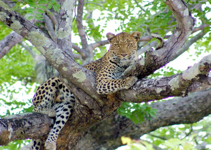 Mit unserem Safari-Fahrzeug gehen wir auf Leopard-Safari durch die Kalahari