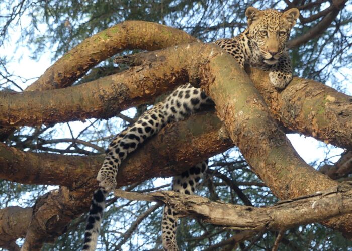 Durch unseren deutschsprachigen Safariguide erfahren wir viel über das Leben der Leoparden in Uganda