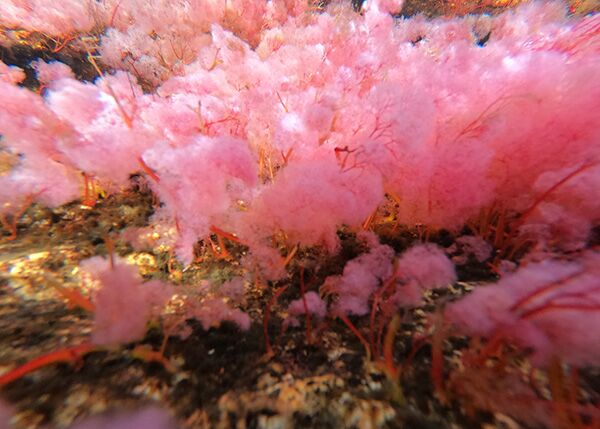 Diese oft rosa erscheinende, endemische Pflanze ist für das Farbenspiel am Caño Cristales zwischen Juli und November verantwortlich