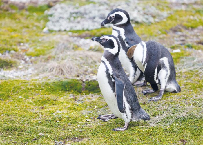 Ein Highlight einer Patagonienreise ist die Begegnung mit Magellan-Pinguinen