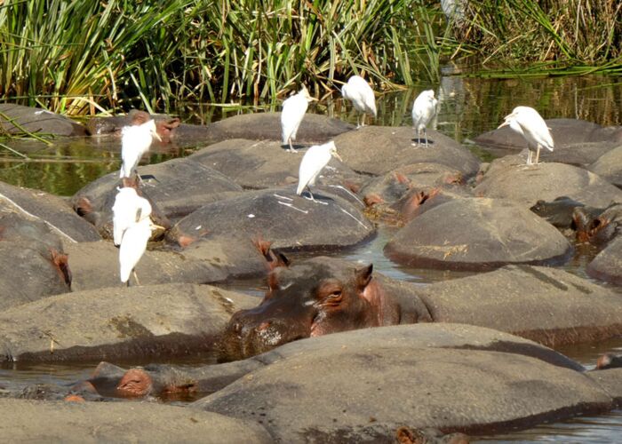Das Nilpferd ist eines der Safaritiere in Tanzania