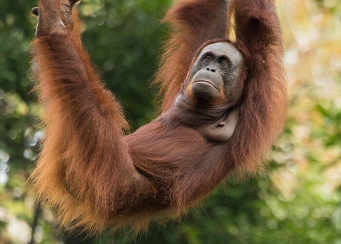 Zu Besuch bei den Orang Utans in Borneo unterwegs