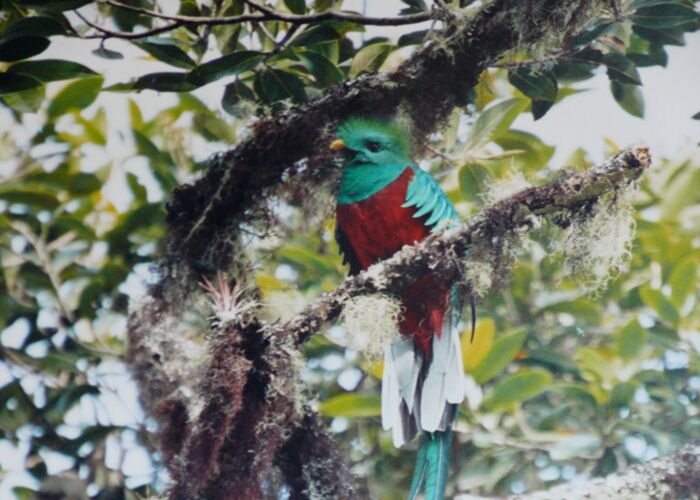 Eine Quetzal Beobachtung ist im Gebirge Cerro de la Muerte möglich