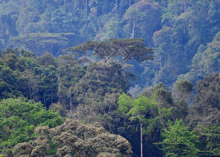 Uganda Expedition mit Gorilla Beobachtung und Trekking im Regenwald des Bwindi