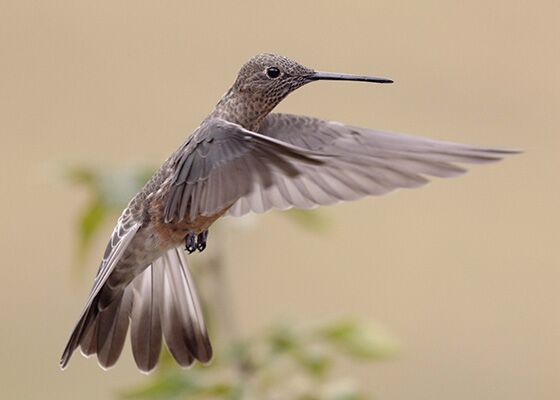 Nahe des Antisana in Ecuador kann man eine Vielzahl an Kolibris beobachten