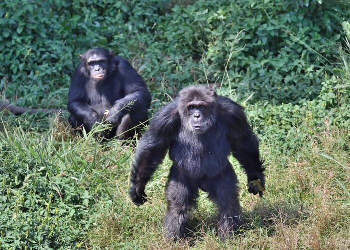 Beobachtung von freilebenden Schimpansen in den Ruwenzori Bergen Ugandas