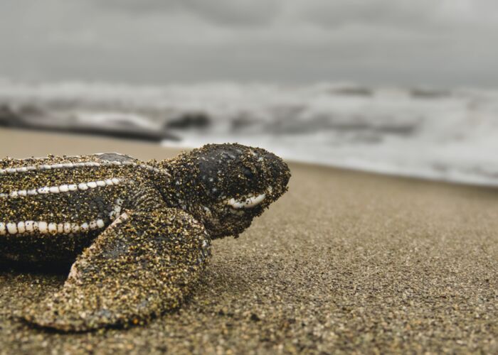 Bei einer nächtlich geführten Tour beobachten wir das Schlüpfen der Schildkröten