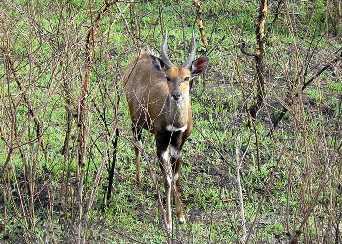Buschböcke verstecken sich gerne im Unterholz
