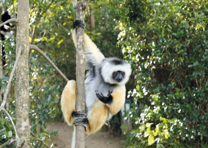 Das Diademsifaka ist auf Madagaskar endemisch und eine Primatenart