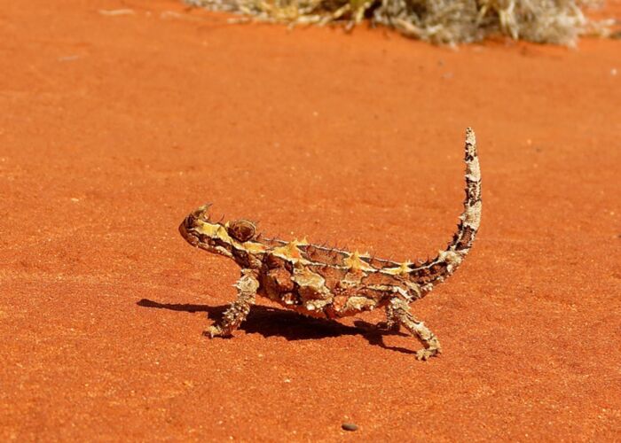 Der Dornteufel kommt ausschließlich in Australien vor