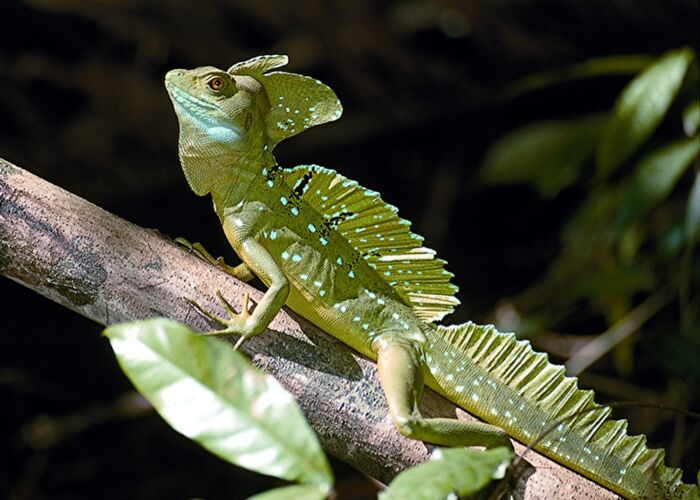 Die Jesus Basilisk Echse kann sich der Natur mit ihren Farben gut anpassen
