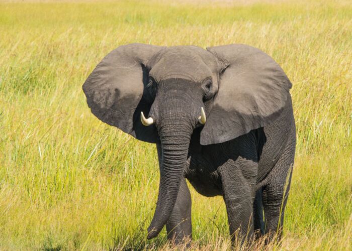 Bei der Safari durch den Khaudum Nationalpark entdecken wir Elefantenherden