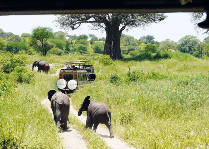 Mit Allrad-Fahrzeugen erkunden wir den Ruaha Nationalpark