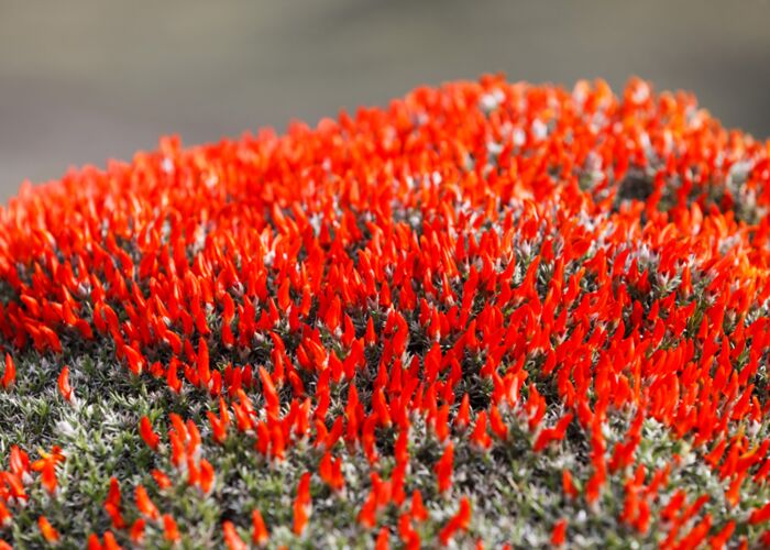 Die sogenannte Feuerblume besticht mit ihrer knallroten Farbe