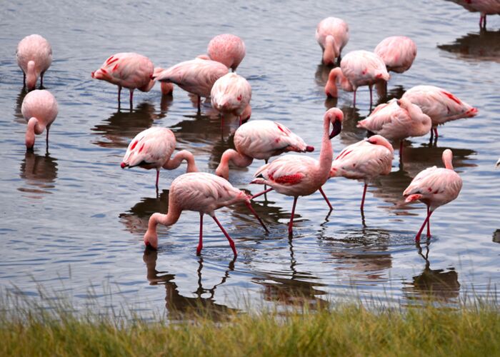 Der Natronsee ist einer der bedeutendsten Brutgebiete von rosaroten Zwergflamingos in Ostafrika