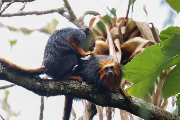 Die Goldkopflöwenäffchen sind eine von 4 Arten der Löwenäffchen, alle 4 sind durch die Abholzung des atlantischen Regenwalds bedroht.