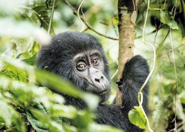 Auf der Fly-in-Safari durch Uganda unternehmen wir einen Besuch bei den Gorillas