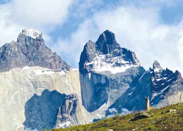 Tierbeobachtungen im Torres del Paine Nationalpark mit Erfolg
