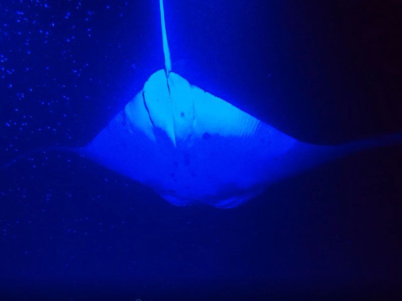 Unzählige Mantarochen schwimmen mit uns bei einem Ausflug bei Nacht auf Hawaii