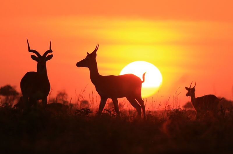 Imapalas beobachten beim Sundowner und einer Abendpirsch in Ugandas Savanne