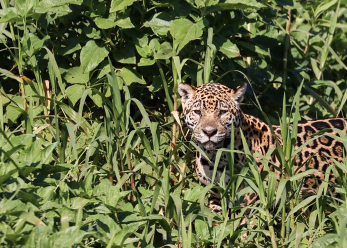 Bei einer Jaguar-Safari im Pantanal mit Reiseleiter haben wir Glück