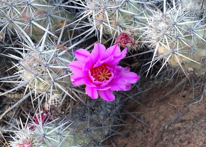 Die beste Reisezeit für die Kaktusblüte in Mexiko ist das Frühjahr