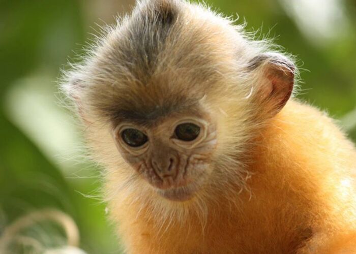 kleine-aeffchen-borneo