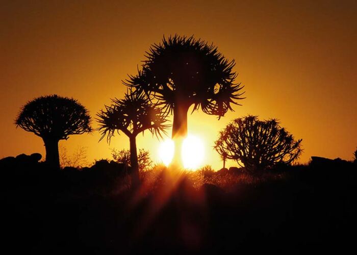Abendstimmung bei Köcherbäumen während der Namibia-Rundreise