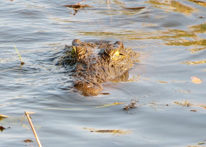 Vor allem im Okavango Delta ist die Chance sehr hoch, Krokodile aus nächster Nähe zu beobachten