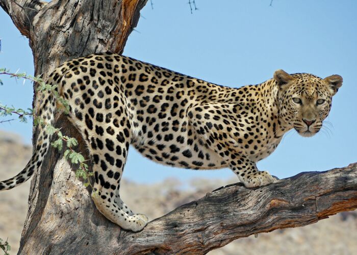 Safariglück im Etosha Nationalpark
