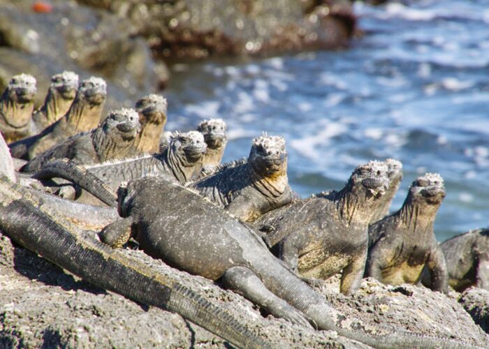 Die Meerechsen am Ufer einer Galapagosinsel